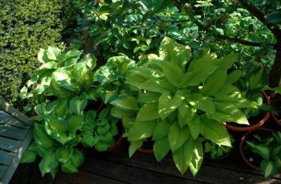 Hostas_Gelb...._1_15-05-2008.jpg