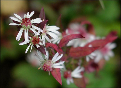 Aster_L.i.B..JPG