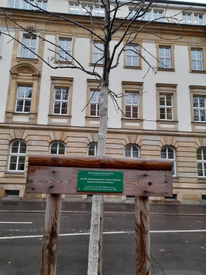 magdeburgbaum.jpg