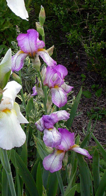 Iris_Fruhlingskleid_Blutenstand_14.5.08.jpg