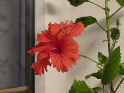 2022-12-07 Hibiscus.jpg
