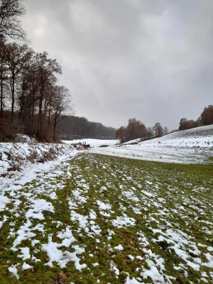 winterschafe.jpg