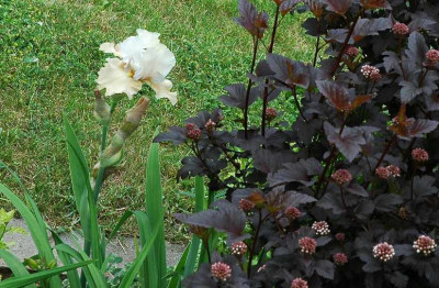 Iris_Champagner_Elegance_1_24-05-2008.jpg