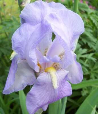 000_2611_Iris_Pallida.jpg