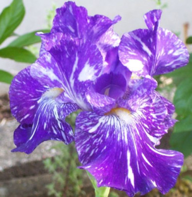 000_2612_Batik.jpg