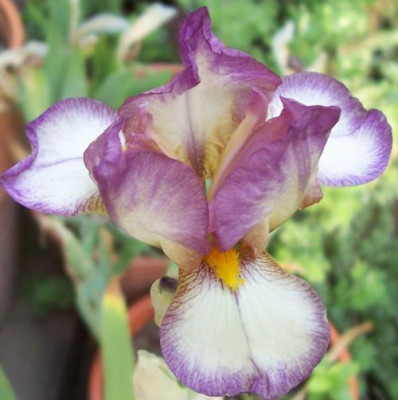 000_2624_Iris_Rosemary_s_Dream.jpg