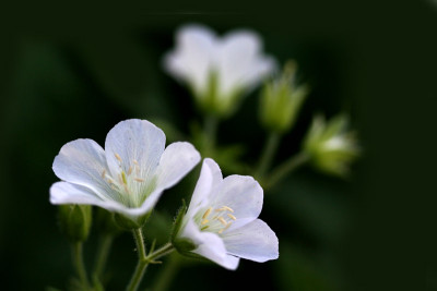 Geranium-albiflorum.jpg