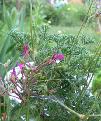 Pel_dimeierii_lila_07_06-28.jpg