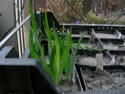 Bartirissämlinge 22. Dezember 2008 DSCN5023.JPG