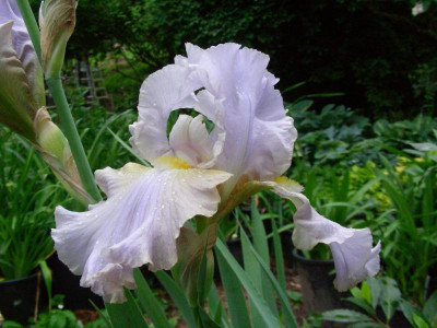 1. Sämling 2011 DSCN6502.JPG