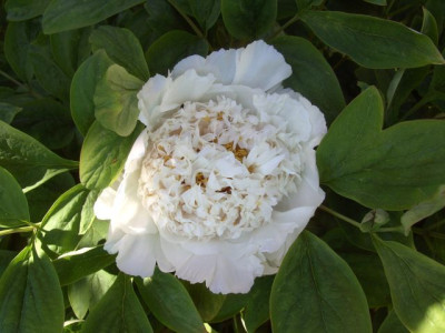 Paeonia_s1.jpg