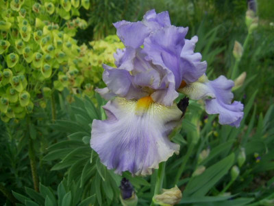 Juhrs Graublau PIC_0118.JPG
