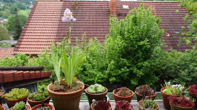 Iris TB mein Sämling P5250165.JPG