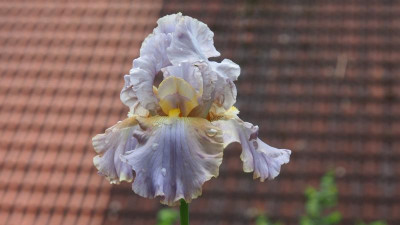 Iris TB mein Sämling P5250166.JPG