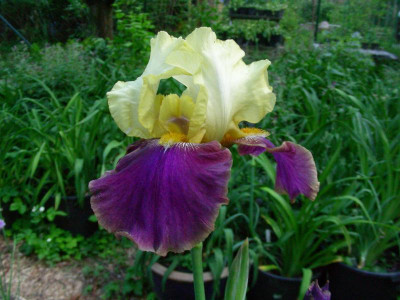 Sämling gelb violett 2011 DSCN6491.JPG