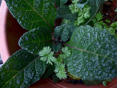 Mandragora Knospen.jpg