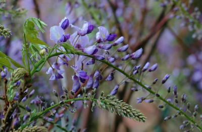 Wisteria_1_15-05-2008.jpg