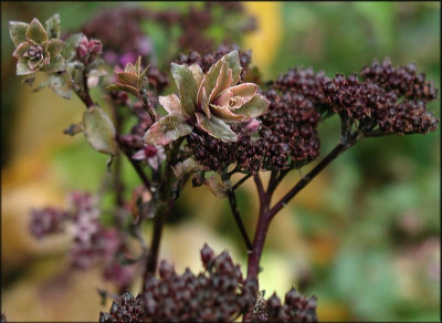 Sedum.JPG