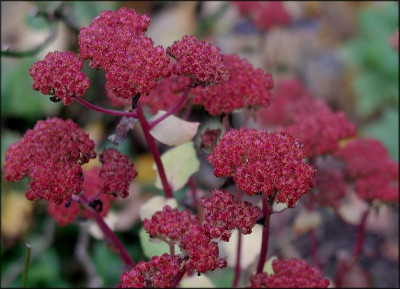 Sedum_li2.JPG