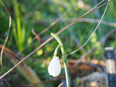 Galanthus elwesii var. monostictus Hiemalis PC100027.JPG