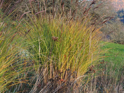 Miscanthus Gracillimus Vernonia PC100029.JPG