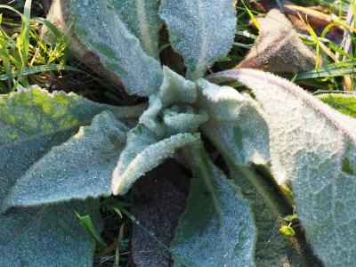 Verbascum thapsus PC100032.JPG