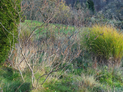 Vitex agnus-castus Miscanthus Gracillimus PC100033.JPG