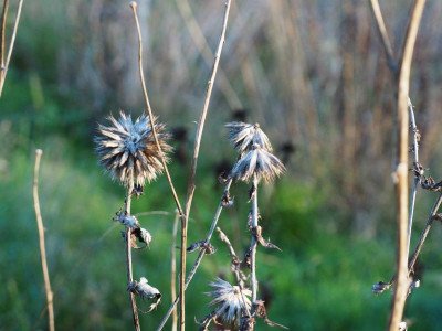 Echinops bannaticus PC100035.JPG