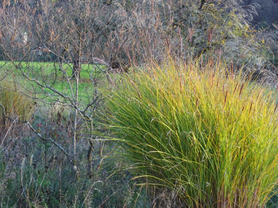 Vitex agnus-castur Miscanthus Gracillimus PC100038.JPG
