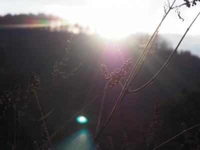 gegen die Sonne PC100036.JPG