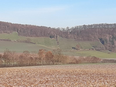 wattebäuschenfernwirkung.jpg