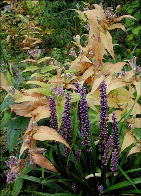 Liriope.JPG