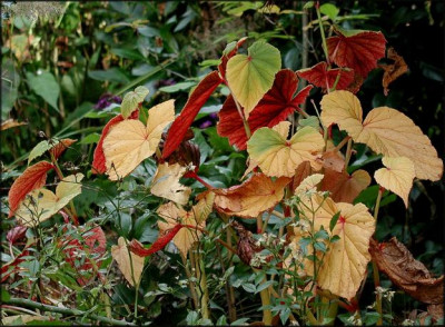 Begonia_ev..JPG
