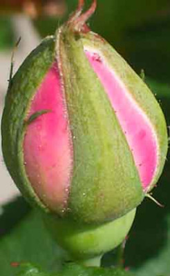 MB_05_08_01.jpg