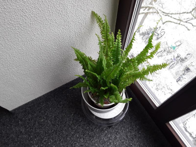 Nephrolepis.jpg