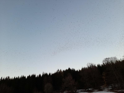 Zugvögel.jpg