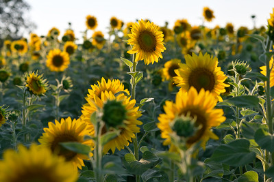 Sonnenblumen-Aug1322_043_00001.jpg