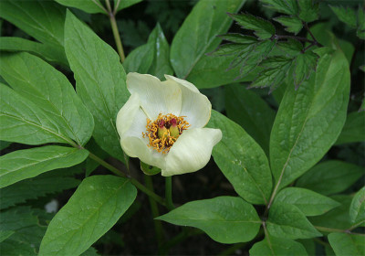 stv_rareplants.jpg