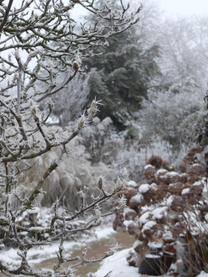 2022-12-17 Gartenimpressionen 1.jpg