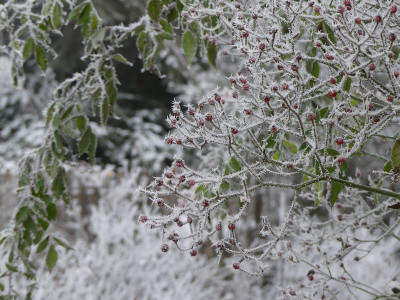 2022-12-17 Gartenimpressionen 4.jpg