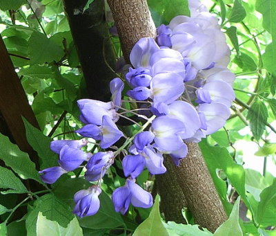 blaustich.JPG