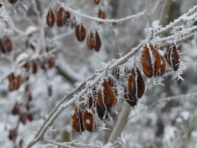 2022-12-17 Gartenimpressionen 8.jpg