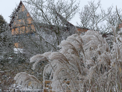 2022-12-17 Gartenimpressionen 13.jpg