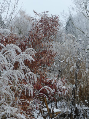 2022-12-17 Gartenimpressionen 14.jpg