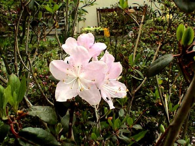 Rhododendron_oreotrephesN.jpg