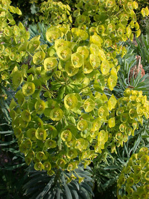 Palisaden-Wolfsmilch__HG_35420_86.jpg