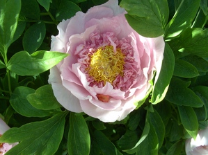 Paeonia_suffruticosa_5.jpg