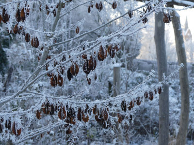 2022-12-18 Halesia carolina 1.jpg