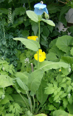 meconopsis-betonicifolia-16.jpg