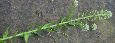 kresse-unbekannt-150508.jpg